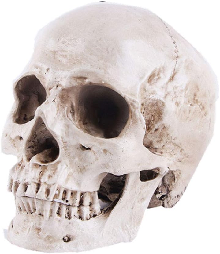 VIOKKO Human Skull Model, Life Size Anatomical Head Skull Model with Removable Jaw, Resin Realistic Replica Skull High Precision Teaching Tool Halloween Decor - Image 1